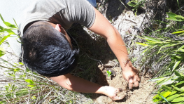 Proyecto Arborización Urbana:  Bioparque Amaru