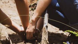 Proyecto Arborización Urbana:  Bioparque Amaru